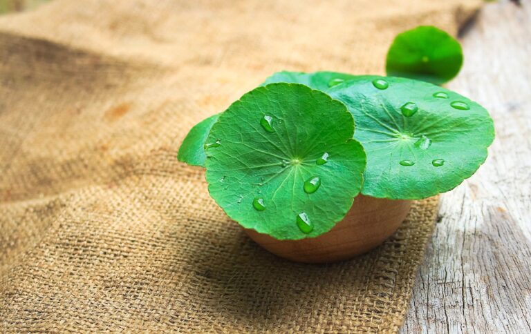 Famous Korean Skincare Ingredients – Centella Asiatica