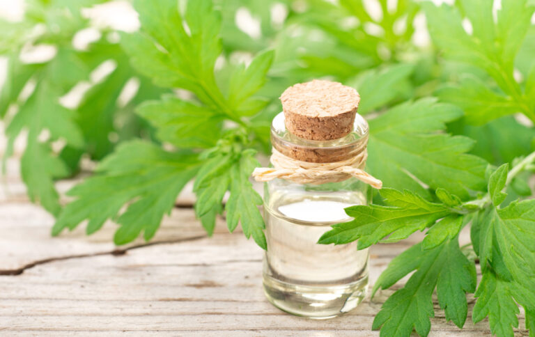 Famous Korean Skincare Ingredients – Mugwort